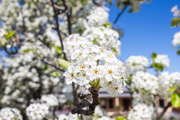 cherry blossom blooming in garden