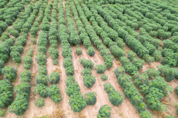 istock Aerial view: Curved Rows of Cassava Plants 2165207584