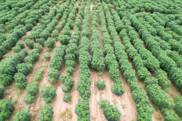 istock Aerial view: Curved Rows of Cassava Plants 2165207586