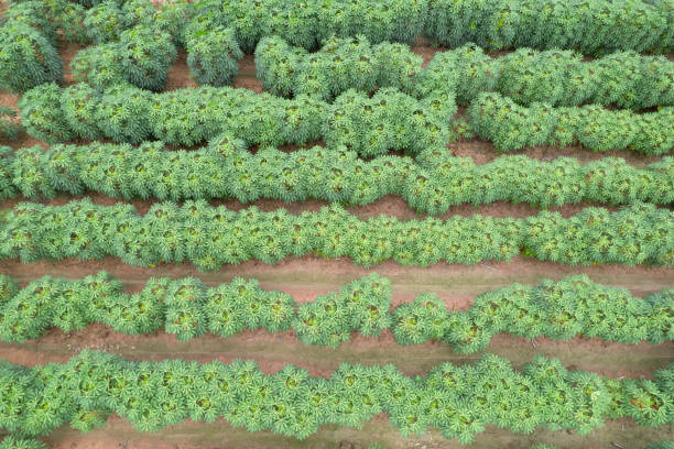 istock Aerial view: Curved Rows of Cassava Plants 2165207595