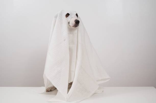 istock Dog Jack Russell Terrier in a ghost costume on a white background. 2165207944