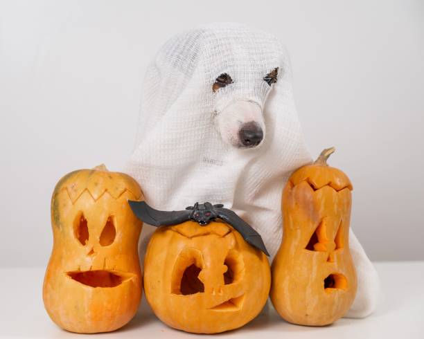 istock Jack Russell Terrier dog in a ghost costume and three jack-o-lanterns on a white background. 2165208034