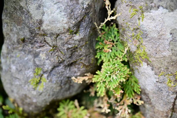 istock Resilient Green Selaginella in Stone Crevice 2165210511