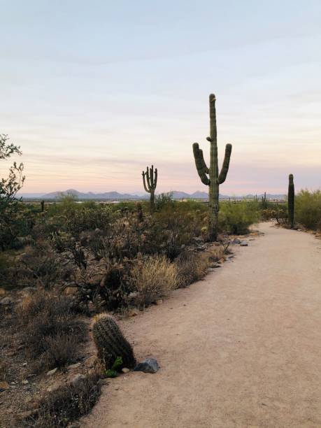 Hiking trail to Tom's Thumb - in Arizona -  Serene and quiet sunrise.  Beat the heat! Stunning picturesque backdrop.  Long winding walking trail amidst cacti and native plants in the mountains.  Beautiful and calm morning in nature.  Gorgeous terrain and stunning outdoor vistas and views.