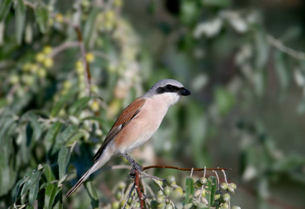 A male red-backed shrike (Lanius collurio) is photographed in extreme close-up perched on a branch of an oleaster in soft morning light