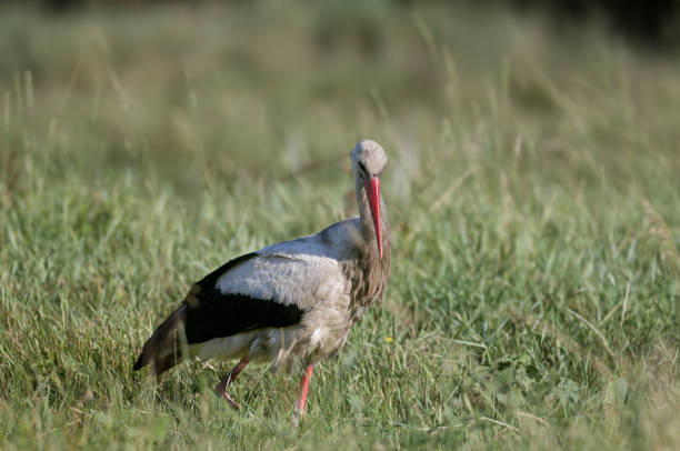 An adult white stork (Ciconia ciconia) with dirty plumage filmed close-up walks through a green meadow in search of prey for its chicks
