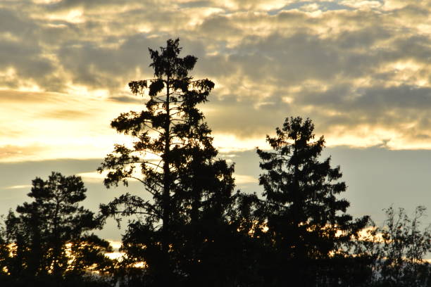 This is the view in early summer morning. You can see the sky and the tops of trees in the picture. The sun is rising and shining behind clouds.