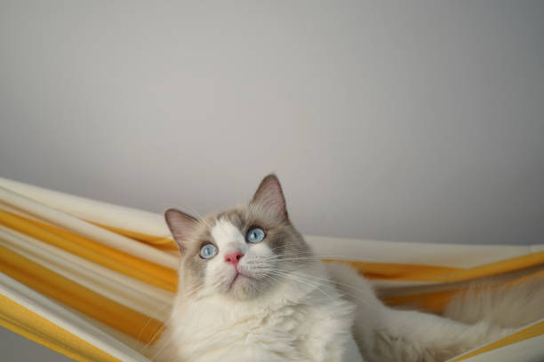istock White cat with blue eyes is relaxing in a yellow hammock. 2165213732