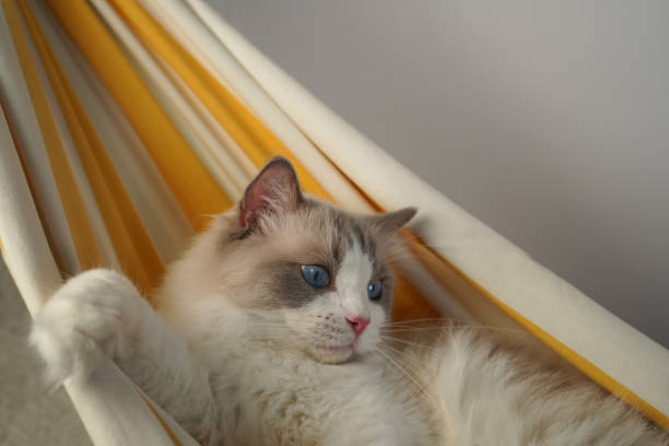 istock White cat with blue eyes is relaxing in a yellow hammock. 2165213736