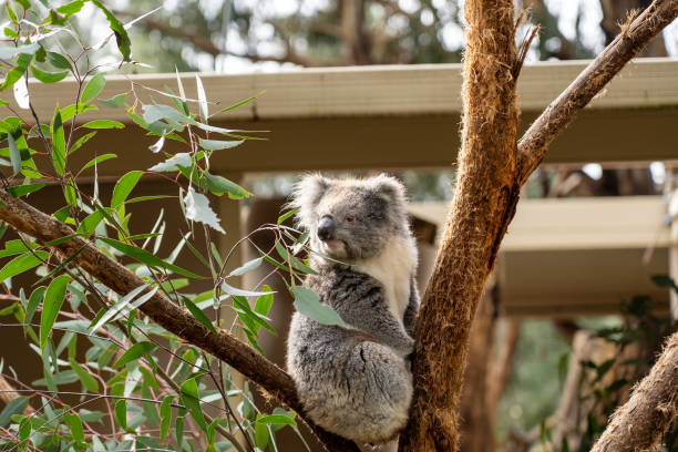 istock Koala in Cleland Wildlife Park 2165215003