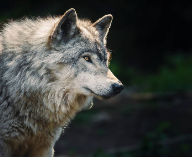 Lone, backlight grey wolf searches for prey on a green, rocky hill in Quebec, Canada