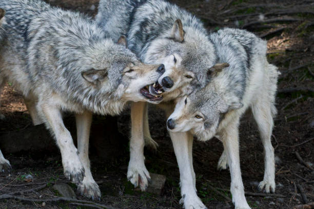 istock A pack of grey wolves play together in the forest. 2165215579
