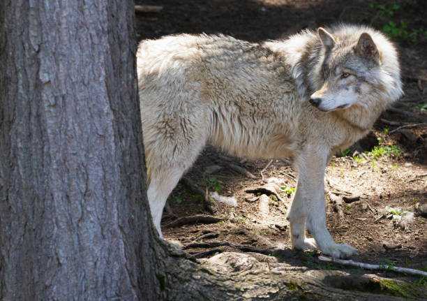 istock Lone, backlight grey wolf searches for prey on a green, rocky hill in Quebec, Canada 2165215599