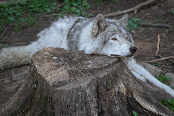 istock Lone, grey wolf takes a rest on a tree stump in Quebec, Canada 2165215616