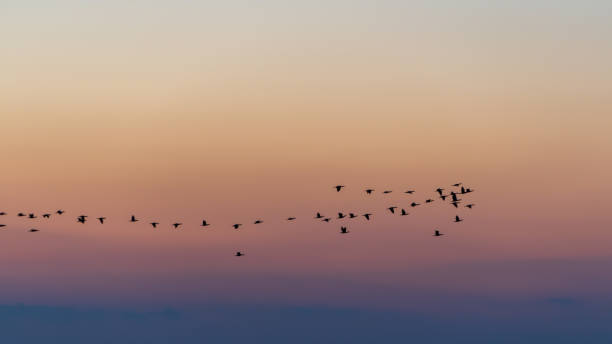 istock Silhouetted Birds in Flight at Dusk 2165215704