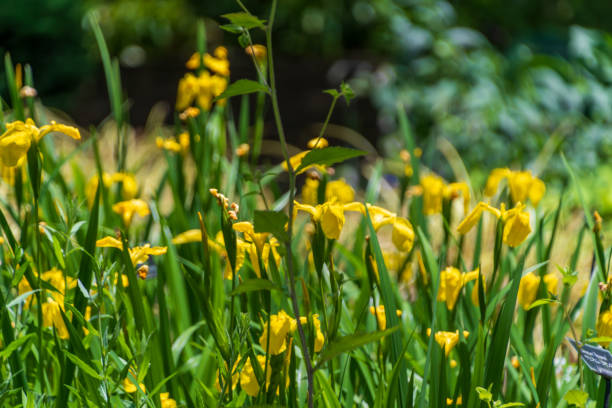 istock Bright Yellow Irises in Bloom 2165215712
