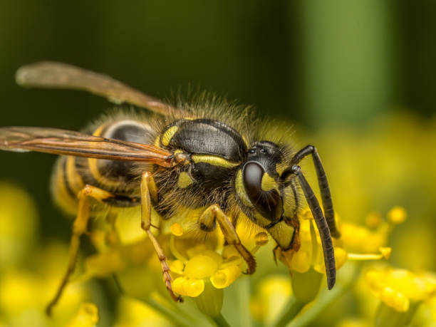 istock Wasp sitting on wild yellow flower 2165215725