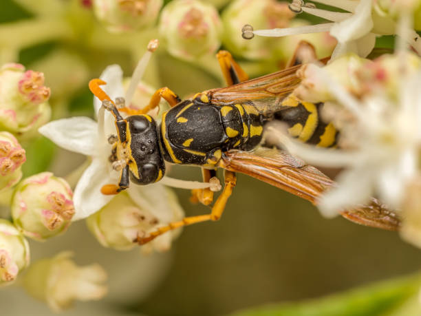 istock Wasp sitting on garden flower 2165215763