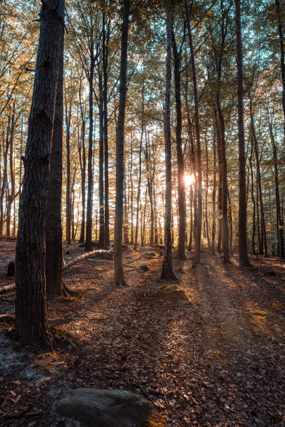istock Beautiful afternoon scene, sun rays break through the branches of trees in the forest 2165219687