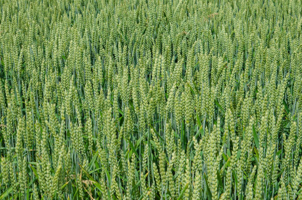 A green cornfield in early summer