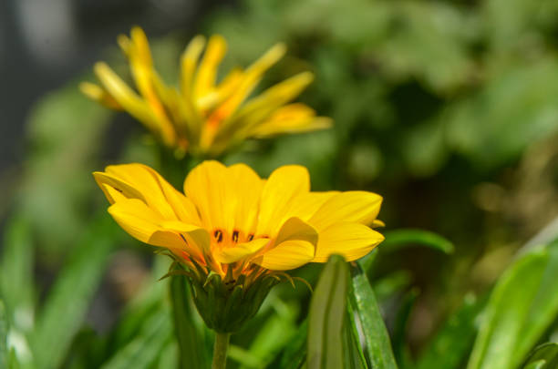 Flower of Gazania Linearis against green grass in spring garden,