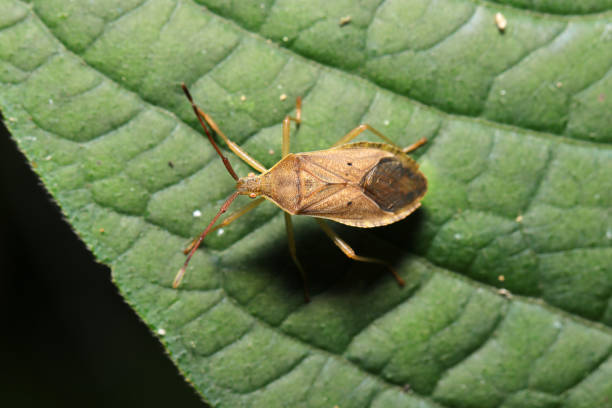 istock Homoeocerus unipunctatus (Hoshiharabiroherikamemushi) shield bug on the green leaf (Outdoor field closeup macro photography) 2165221461