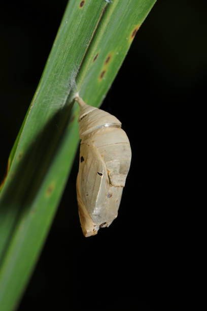 After hatching shell of Common Evening Brown (Melanitis leda) or Dark Evening Brown (Melanitis phedima) butterfly (Pisces nigricans) on a reed leaf (Natural closeup macro photograph)