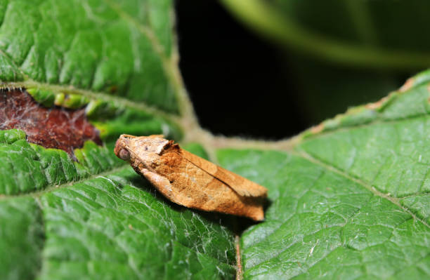 istock Brown Archips nigricaudana (Shirigurohamaki) moth rests on a leaf in the forest (Natural+flashlight, close-up macro photography) 2165221469