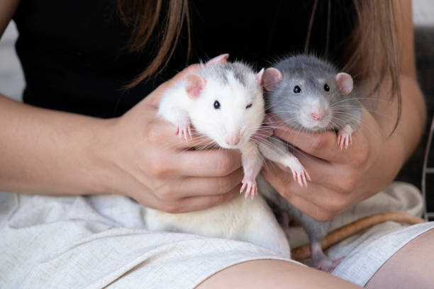 istock little cute rat on gray couch 2165222049