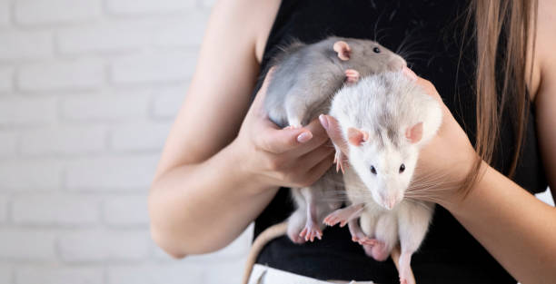 istock Young woman with a pet rats 2165222109