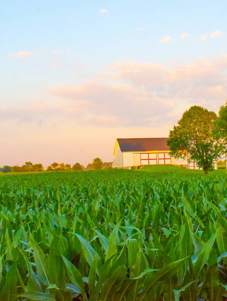 istock Corn field at sunset with old barn-Hamilton County, Indiana 2165222166