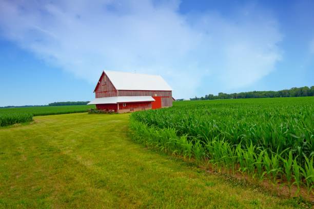 istock Old Weathered Red Barn in a corn field-Tipton County, Indiana 2165222194