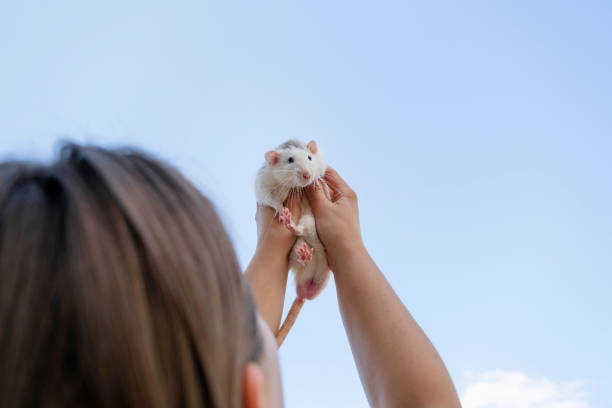 rat isolated on white background