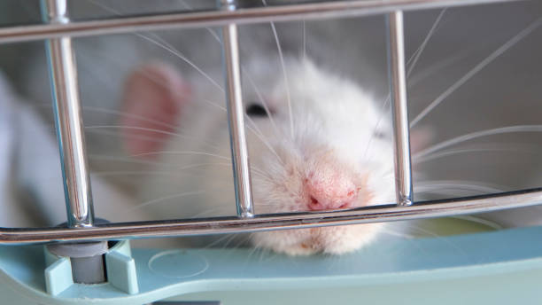 istock little cute rat on gray couch 2165222300