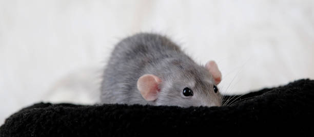 istock little cute rat on yellow couch 2165222361