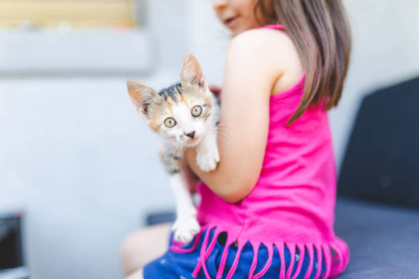 The close-up photo of a kitten in girl's hands. The little girl is holding a cat while sitting on the sofa.