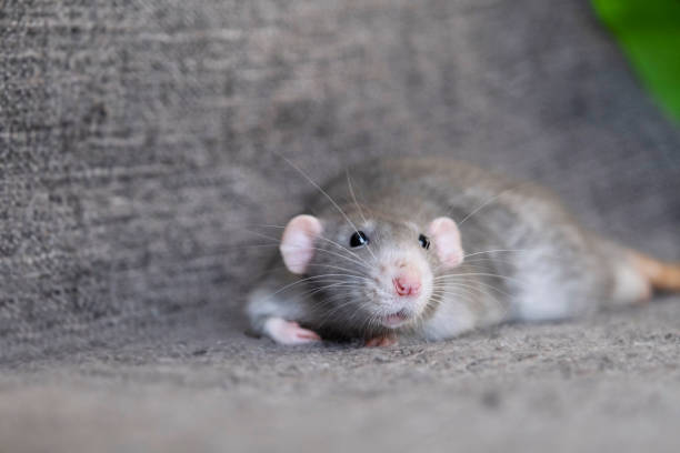 istock little cute rat on gray couch 2165222969