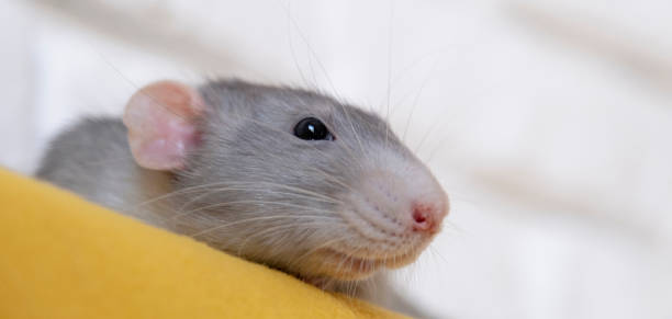 istock little cute rat on yellow couch 2165223126