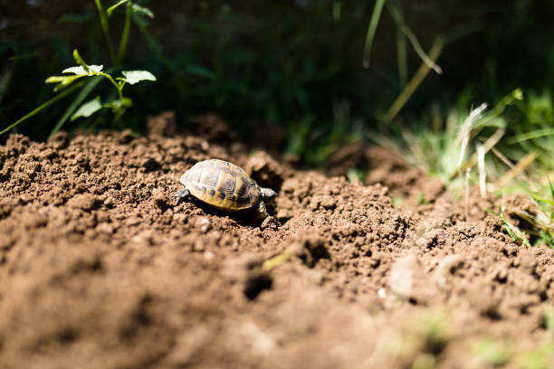 istock Small tortoise walking in the forest. 2165223915