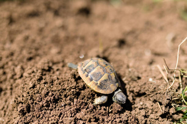 istock Tortoise walking on the ground. 2165223920