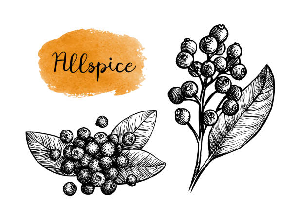 Draw All Spice 90+ Allspice Berries Stock Illustrations, Royalty-Free Vector Graphics ...