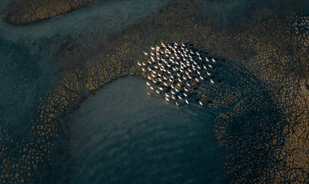 istock Flamingos in the lake 2165227203