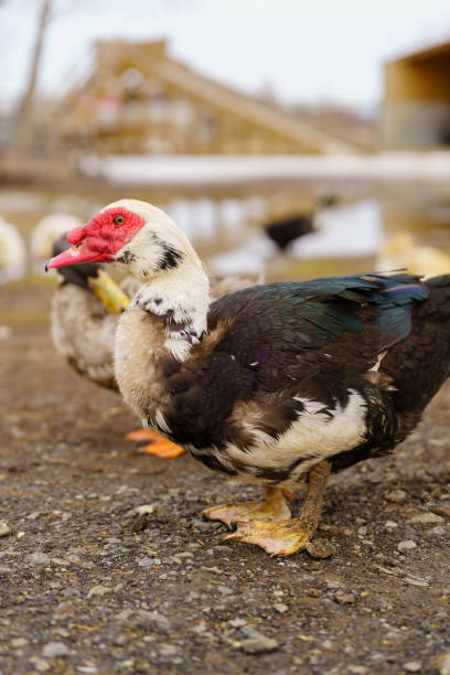 istock Muscovy Duck Foraging at Farmstead at Dusk. Selective focus. Vertical photo 2165228402