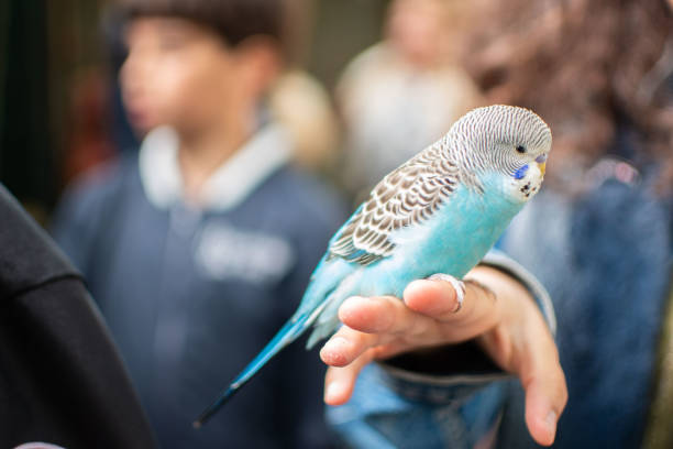 istock A Colorful Budgerigar Enthusiastically Perched on a Hand in a Lively and Vibrant Setting 2165228736