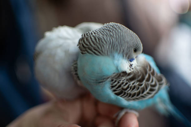 istock Charming Budgerigar Buddies tranquilly resting together and enjoying each others company 2165228969