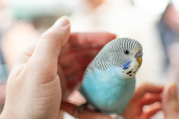 istock A CloseUp Image Captured of a Beautiful Blue Budgerigar Being Gently Held in a Persons Hands 2165229032
