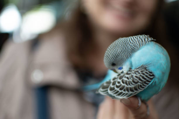 istock A CloseUp of a Colorful Budgerigar Interacting Gently on a Hand, Capturing its Charm 2165229034