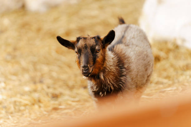 Goat stands gracefully on a tall pile of golden hay, surveying its surroundings with curiosity and poise.