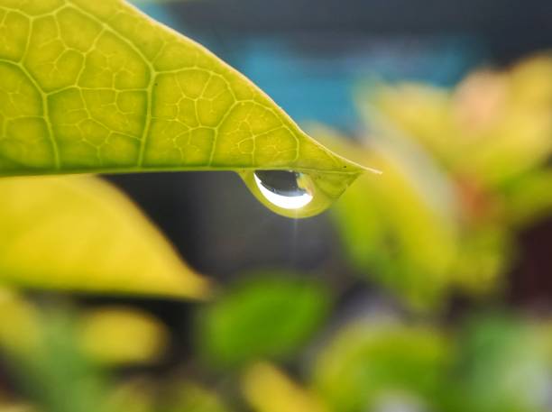 istock water droplets on the tip of a leaf close up 2165230161