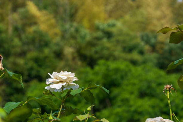 A single white rose blooms gracefully against the lush, verdant backdrop of a dense forest. The delicate petals of the rose stand out vividly, symbolizing purity and tranquility amidst the rich greenery. This serene image captures the essence of natural beauty and peaceful solitude, perfect for nature enthusiasts and garden lovers.